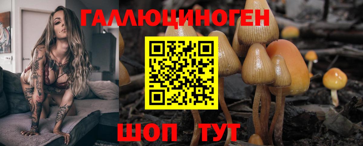 Псилоцибиновые грибы GOLDEN TEACHER  хочу   Грозный  Вход с VPN 