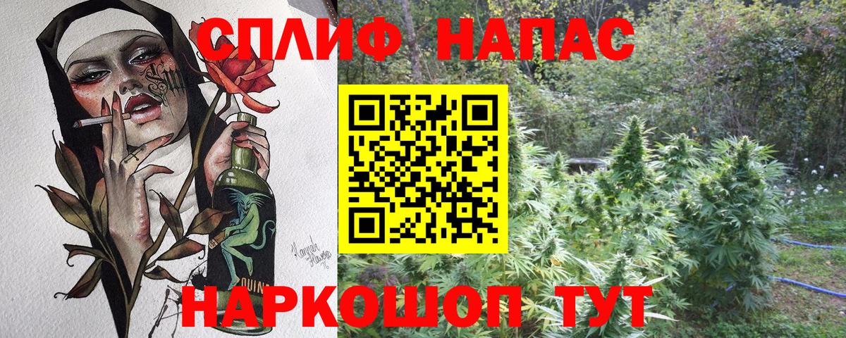 Конопля гибрид Грозный